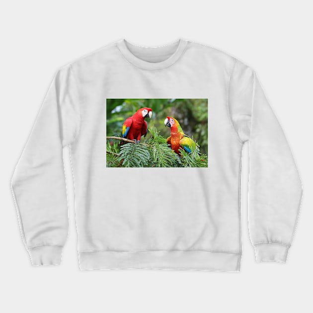 Scarlet Macaws - Costa Rica Crewneck Sweatshirt by Jim Cumming